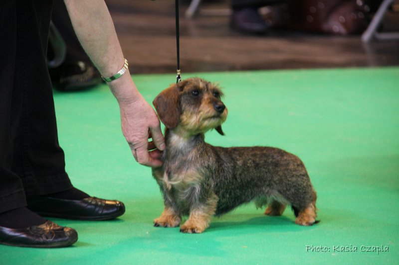 Crufts2010 586.jpg